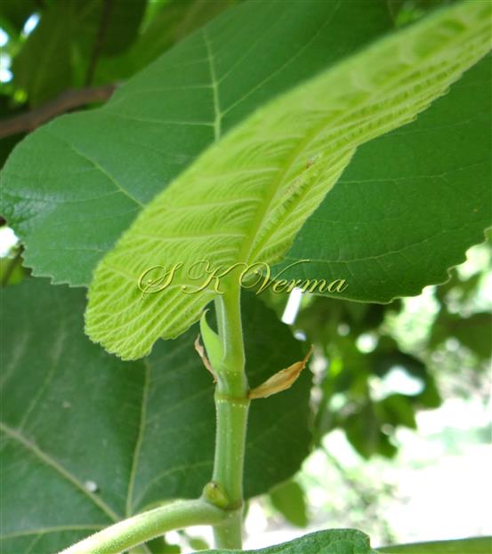  Stipules